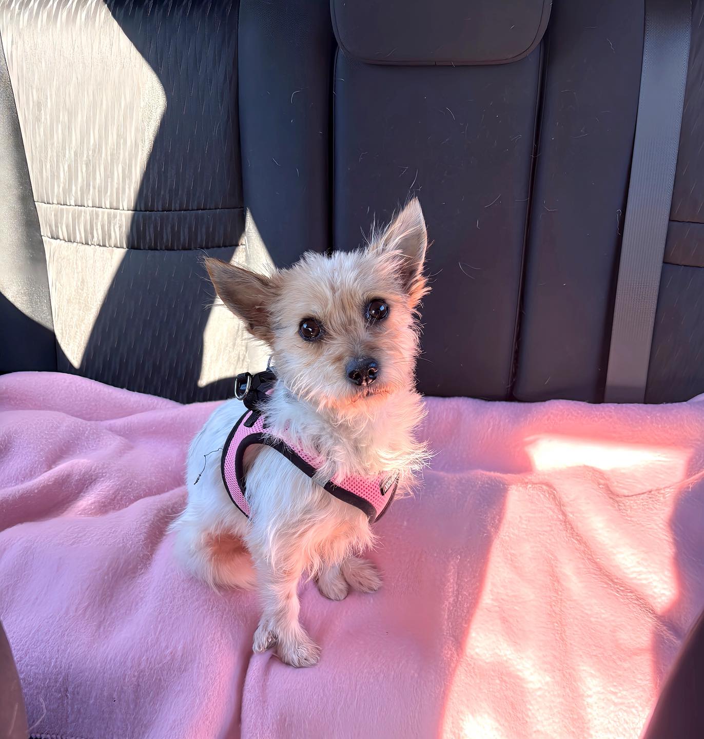 Project - ️ ADOPTED ️ Hi all....it's Nikki. Today was my day to sit in ...