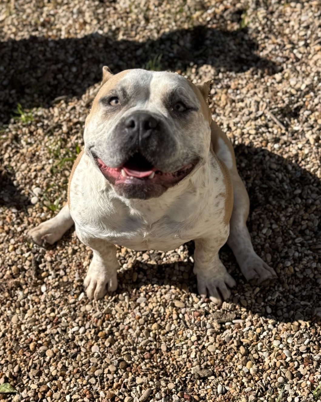 Meet Nova: the low-riding land... - Sandy Paws Rescue Inc. | Facebook