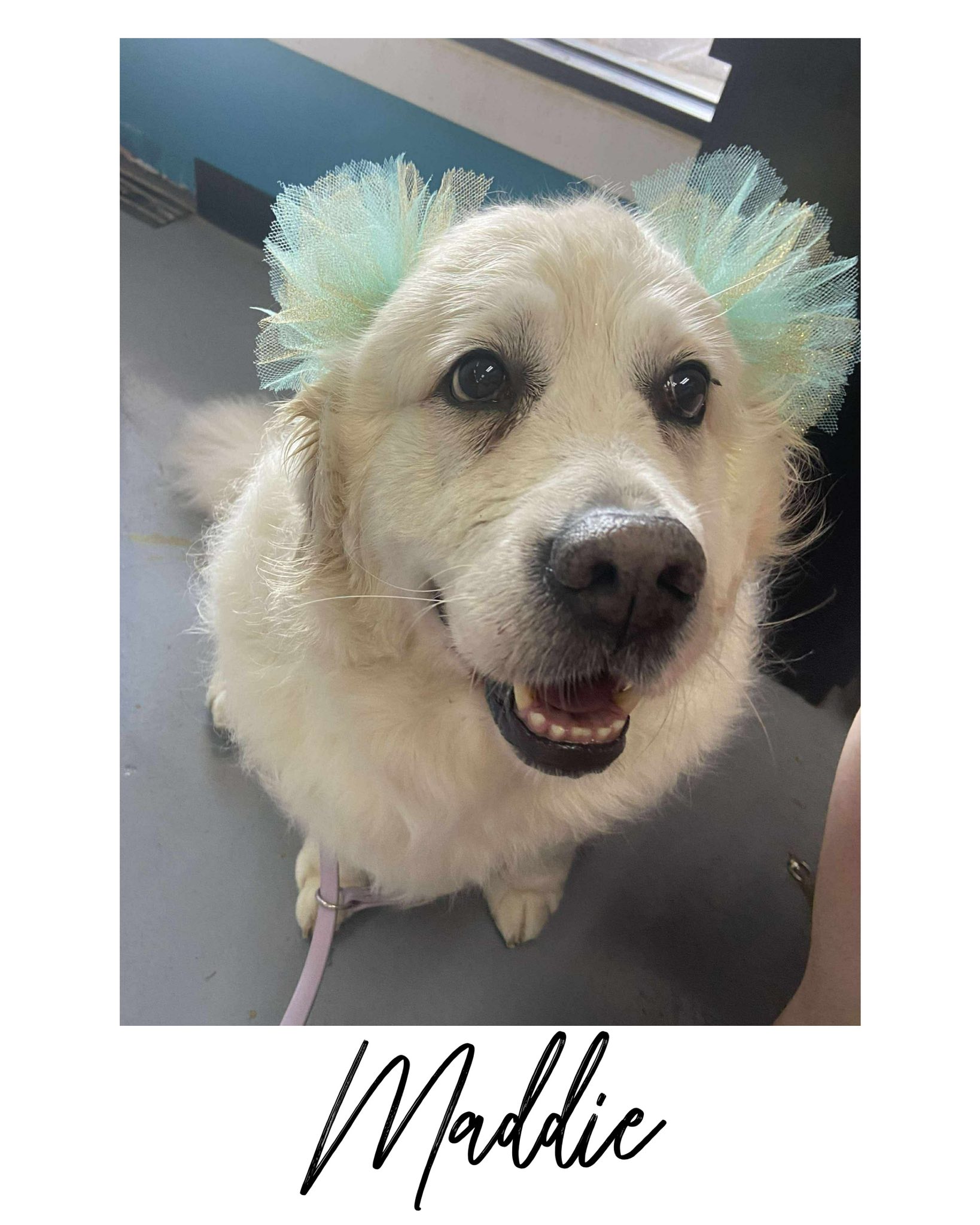 Pawsh on 2nd Pawsh on 2nd added a new photo.