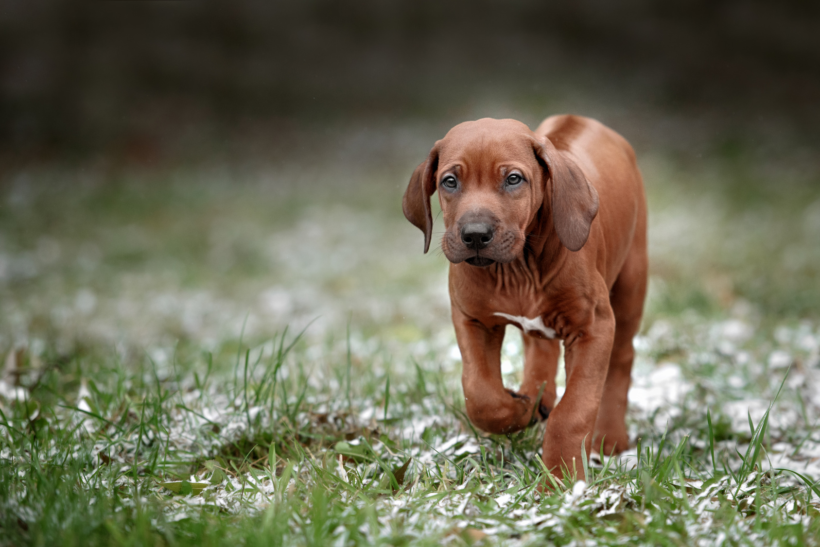 Laboklin - 🐾 Good News for Rhodesian Ridgeback Breeders! 🐾 We are ...