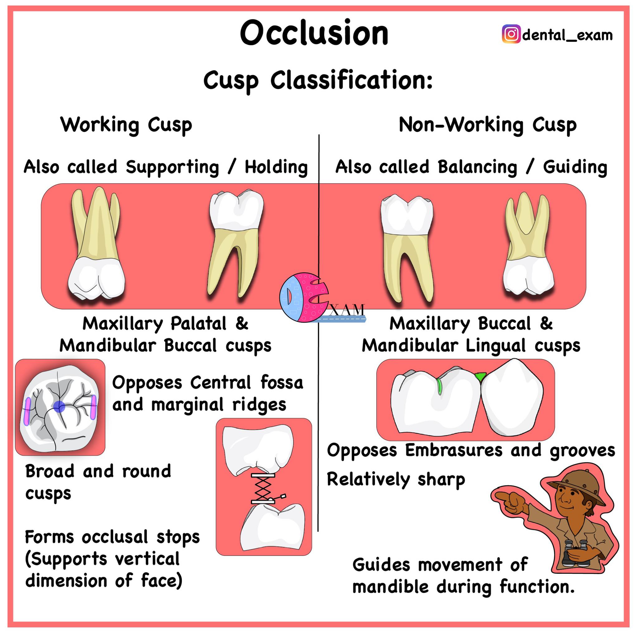 Dental - Working cusps Vs Non-working cusps | Facebook