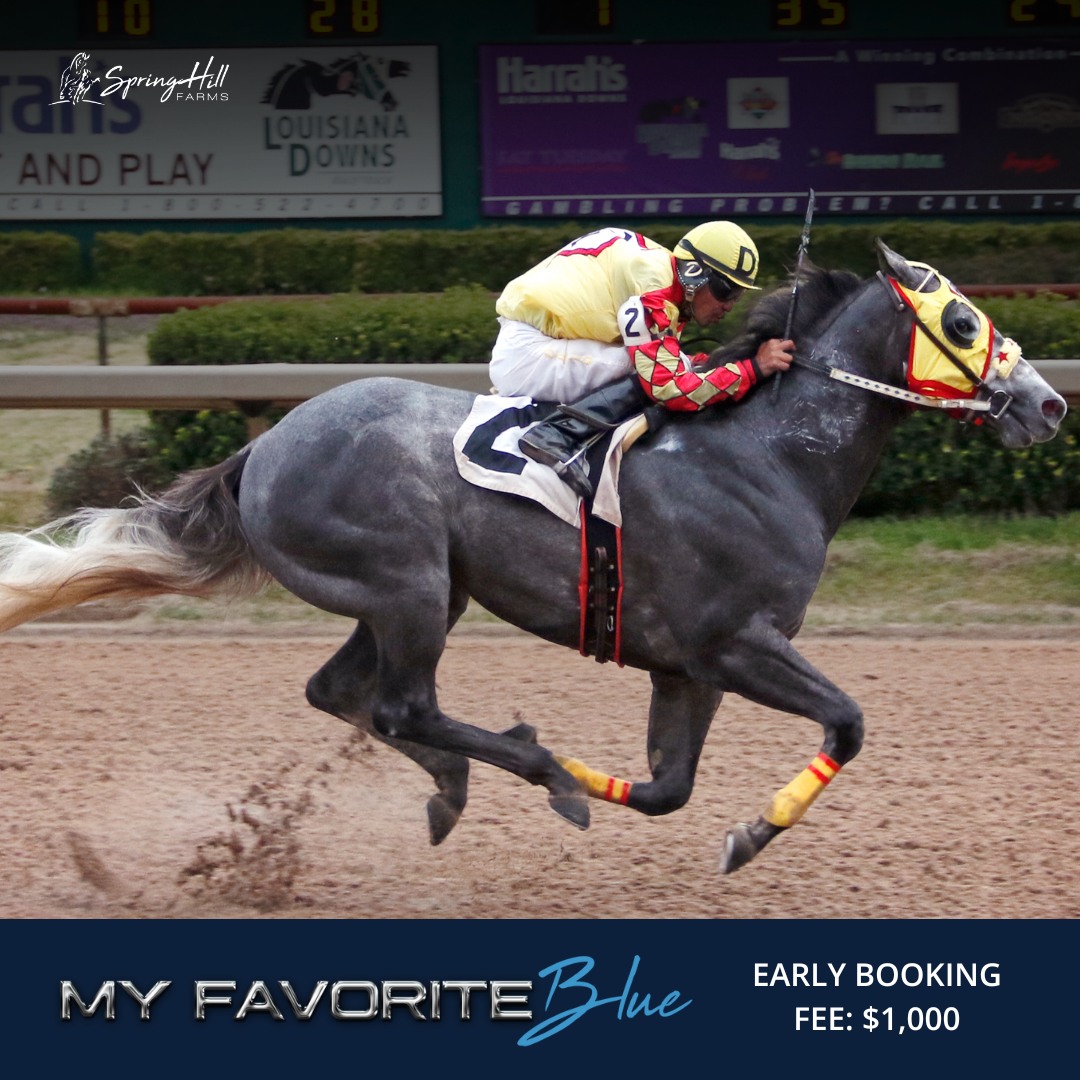 Spring - My Favorite Blue is officially standing at Spring Hill Farms ...