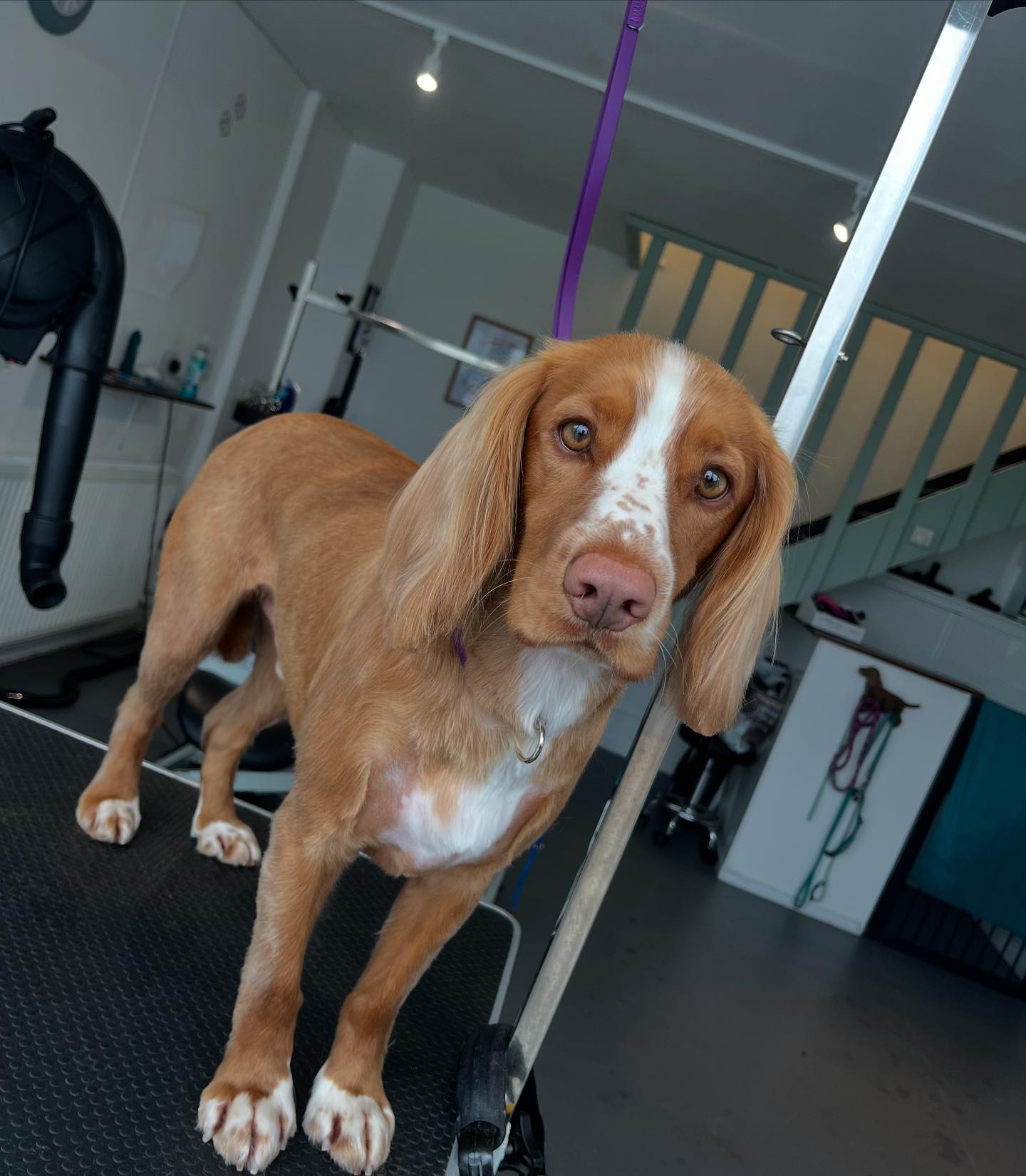Rufus had his first visit to the salon... - Keswick Groomers | Facebook