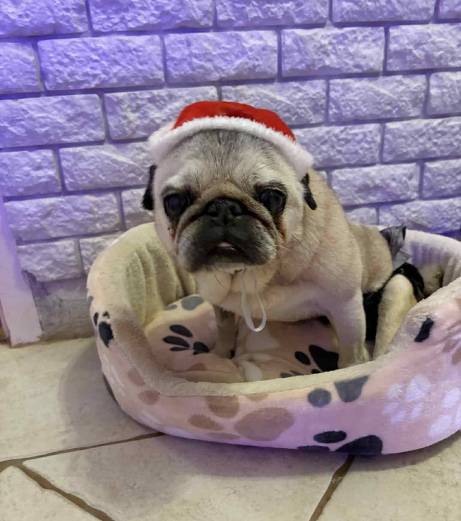 Mopsz Fajtamentés / Mopszokért Alapítvány / Hungarian Pug Rescue added ...
