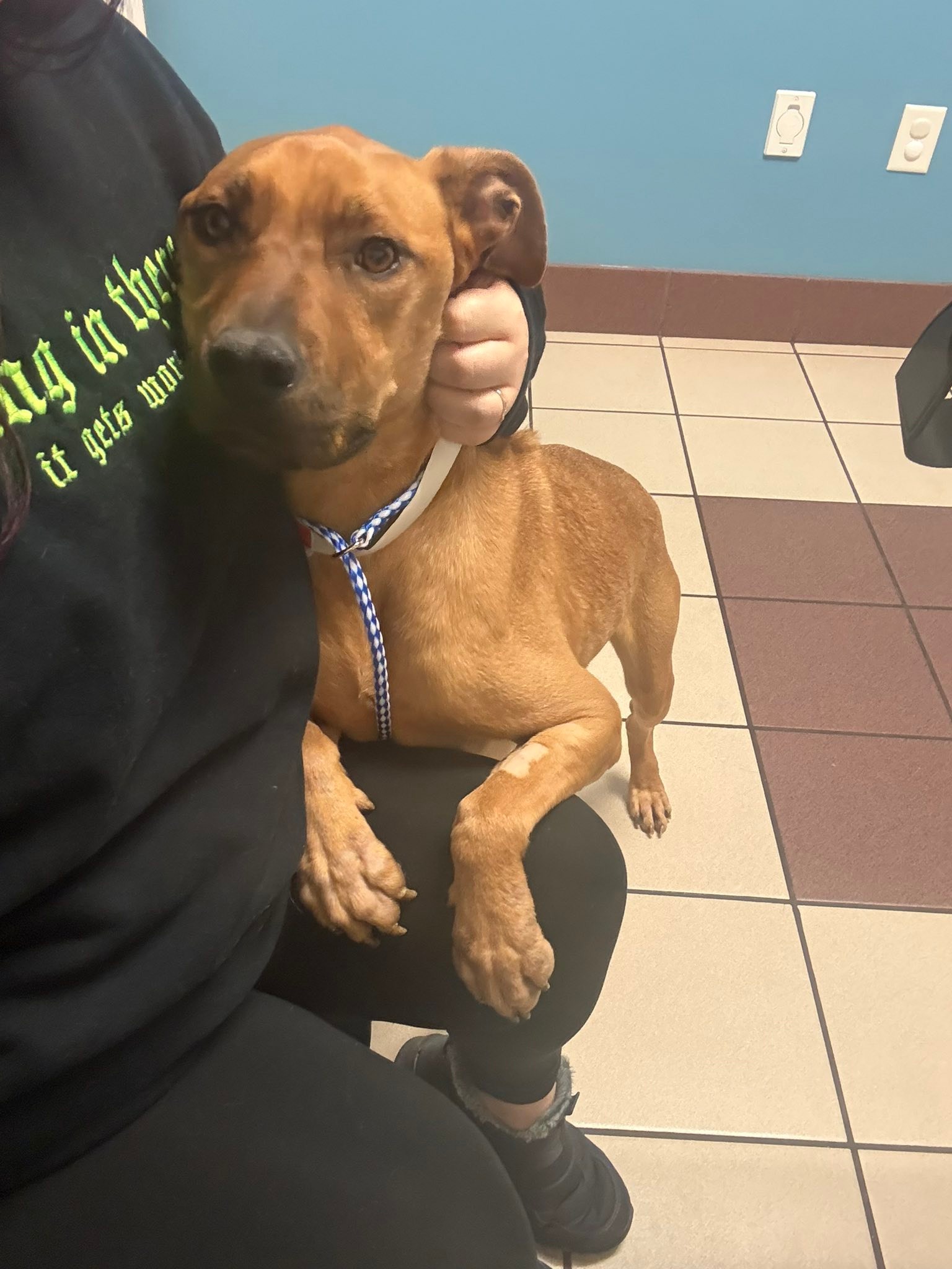 Panko is officially hospitalized at... - Pitiful Paws Rescue | Facebook