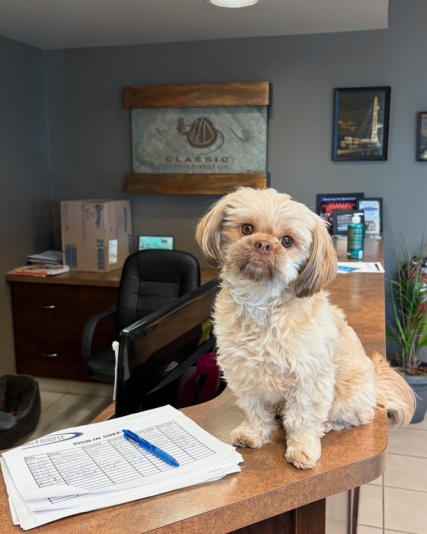 Classic - Happy Friday from the front end staff! Coco takes her duty at ...