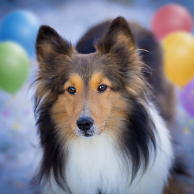 Alberta - 🎉🎂 Happy 4th Birthday, sweet Raine 🎂🎉 Today we celebrate ...