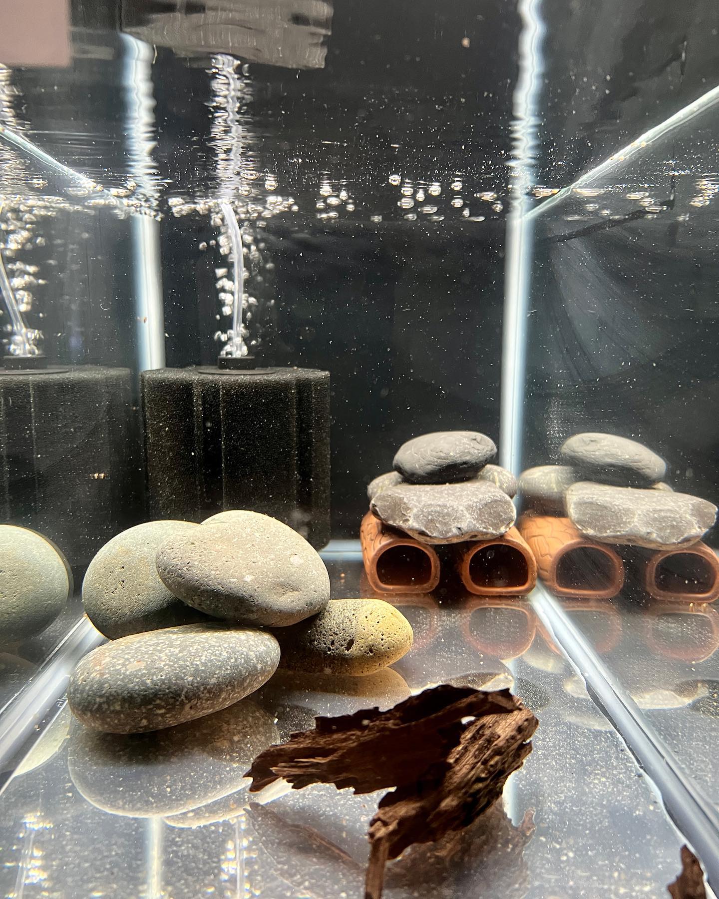 Our new breeding setup for a verified... - FarmHouse Aquatics | Facebook
