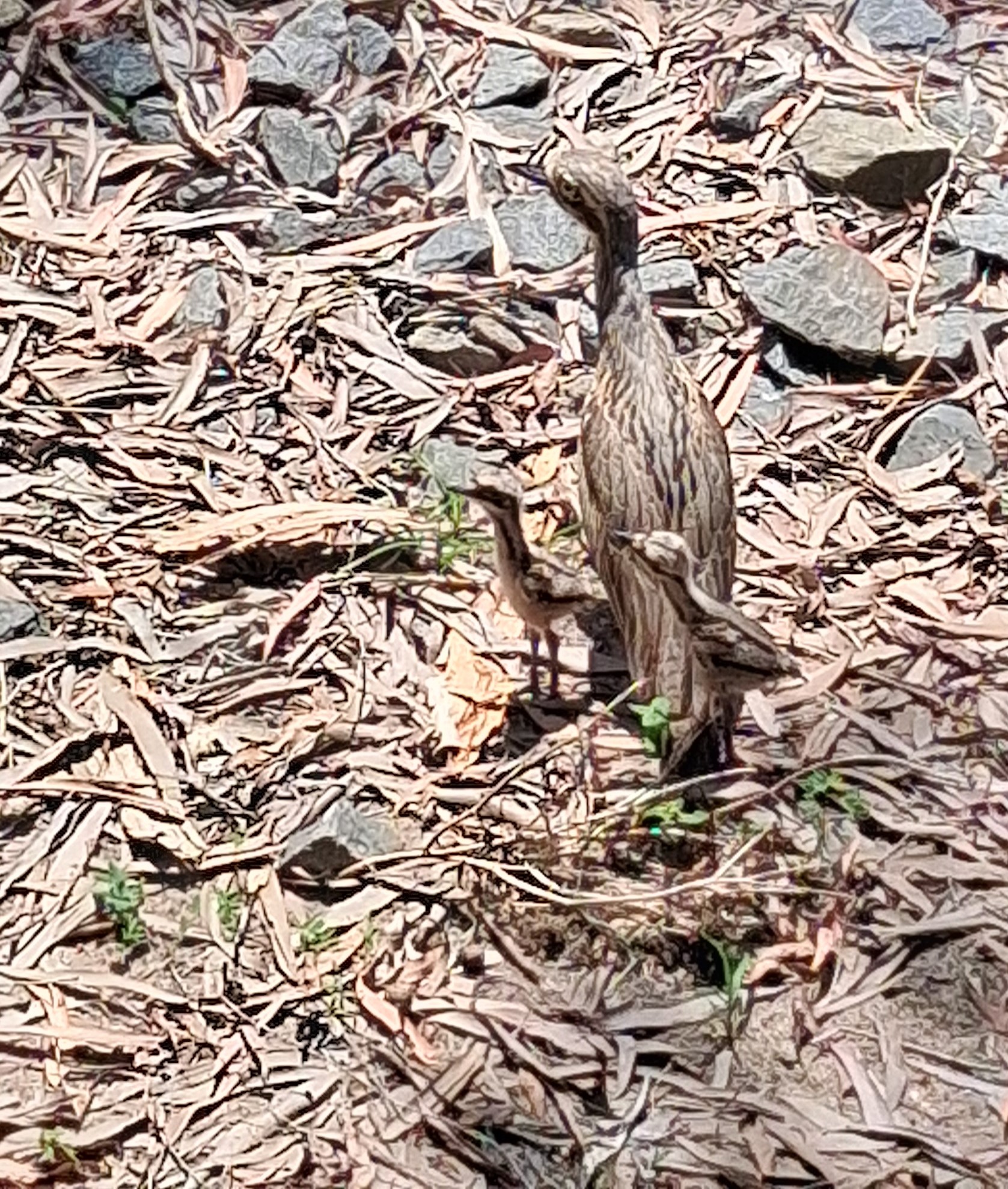 Holloways - 📣Big news from the HBEEC grounds! Two tiny Bush Stone ...