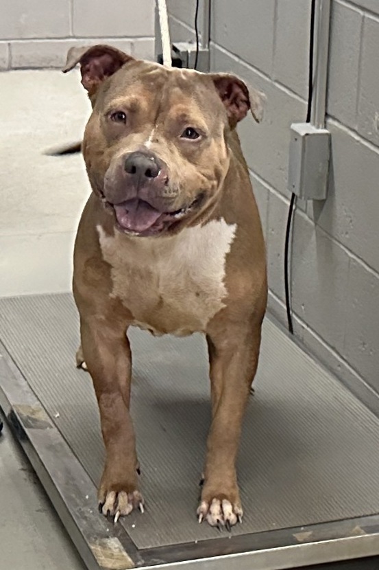 MLD - TO BE KILLED JAN. 29, 2026 Simba is a large, enthusiastic dog who ...