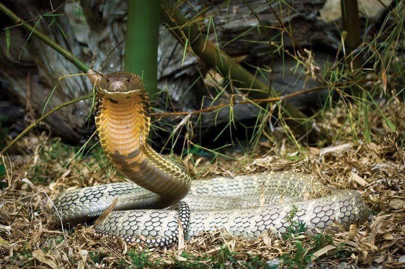 Photo inspiration: Gallery Detail: Cdn Alegria Announces King Cobra Breeding Season Look The Municipal