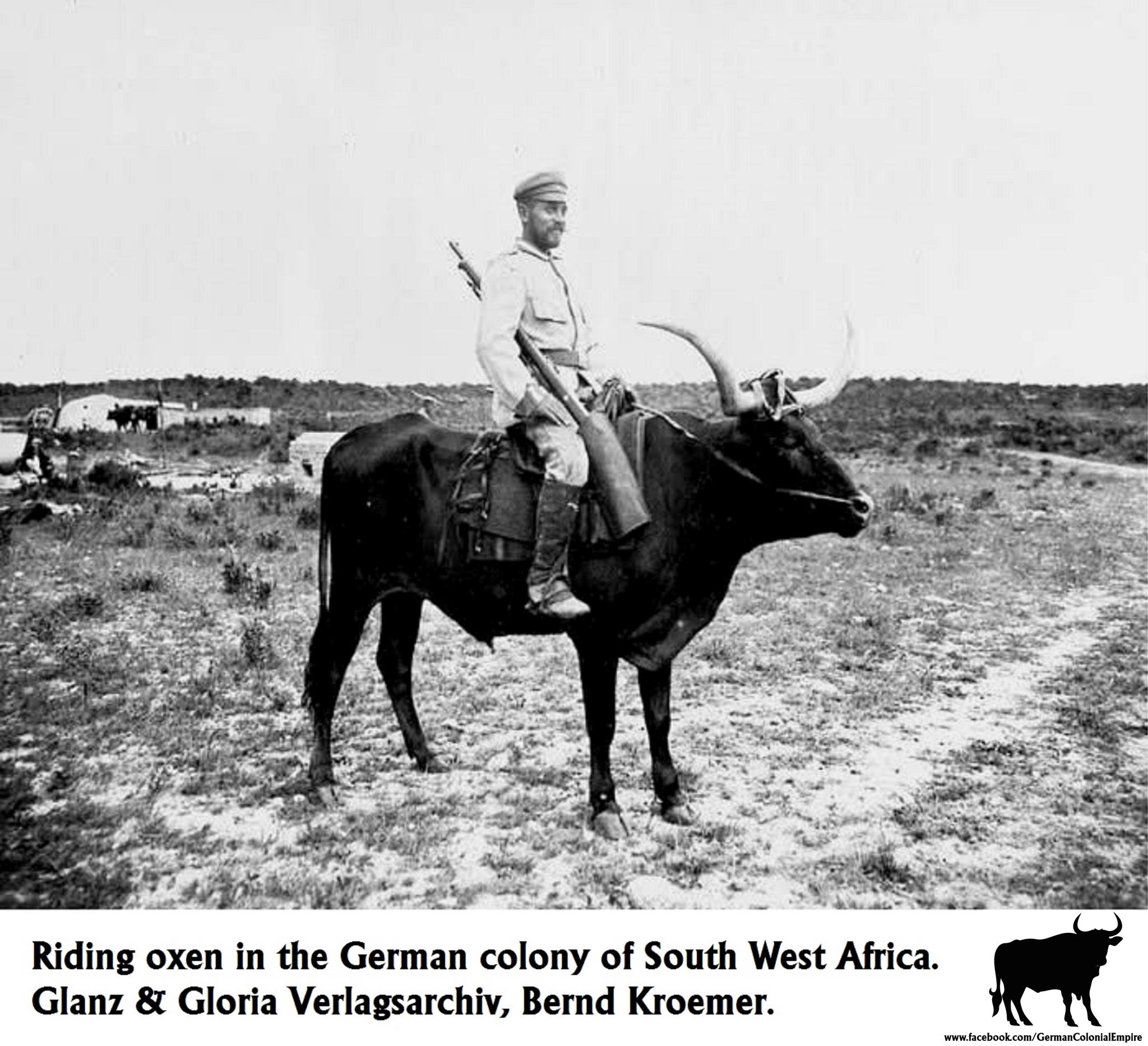 German - Riding oxen rodeo style, in the German colony of South West ...
