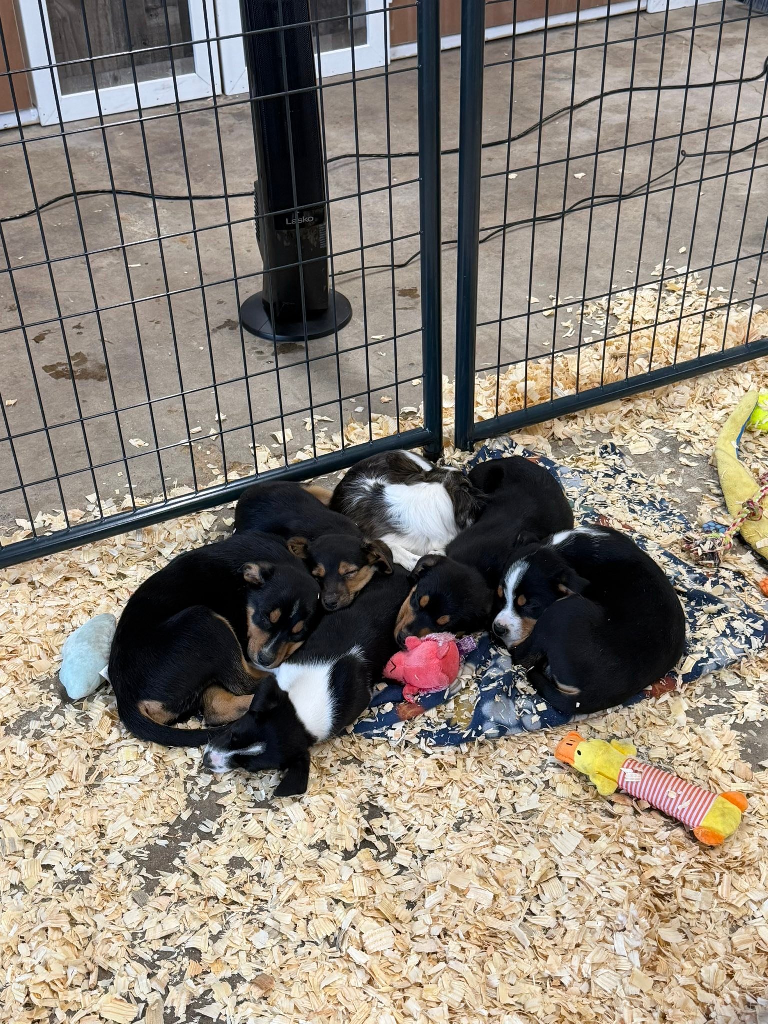 Save all Dogs... - Save all Dogs Rescue 501C3 Non Profit