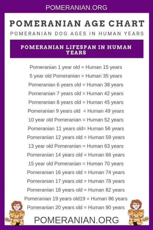 Pomeranian - Would you like to know how old your... | Facebook