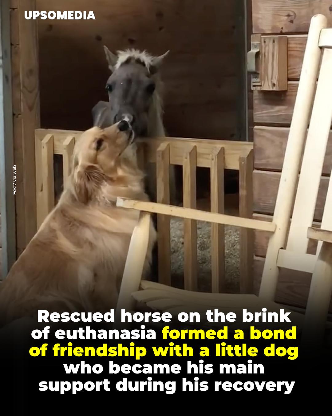 The Kiwi - A miniature horse rescued from extreme neglect has formed an ...