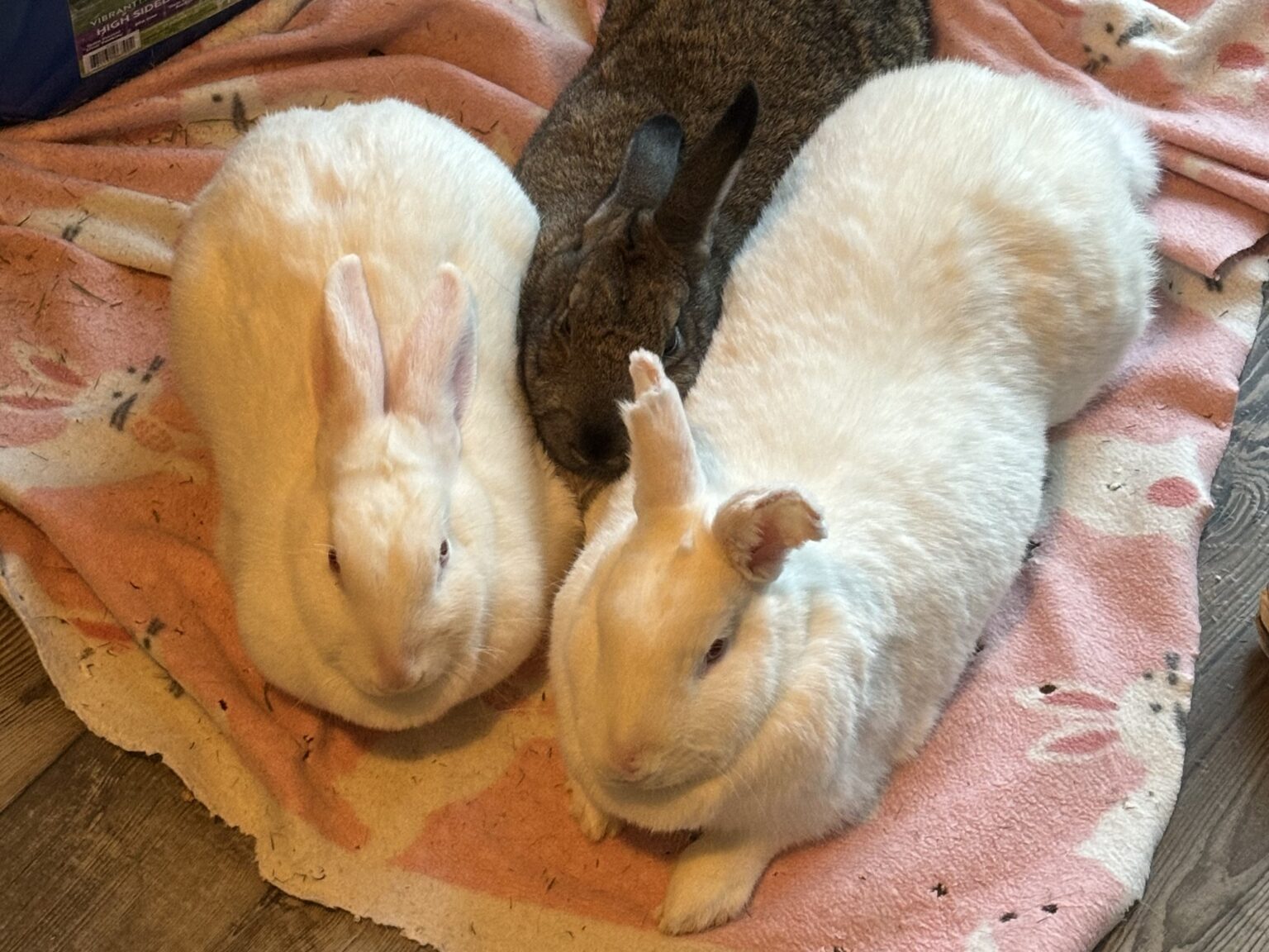 ***LET’S... - Missouri House Rabbit Society of Kansas City | Facebook
