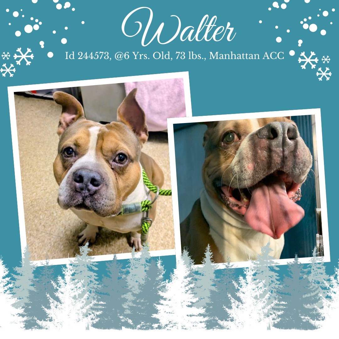 Dogs - WALTER IS GONE BUT NOT FORGOTTEN 😢 Walter is a big stocky block ...