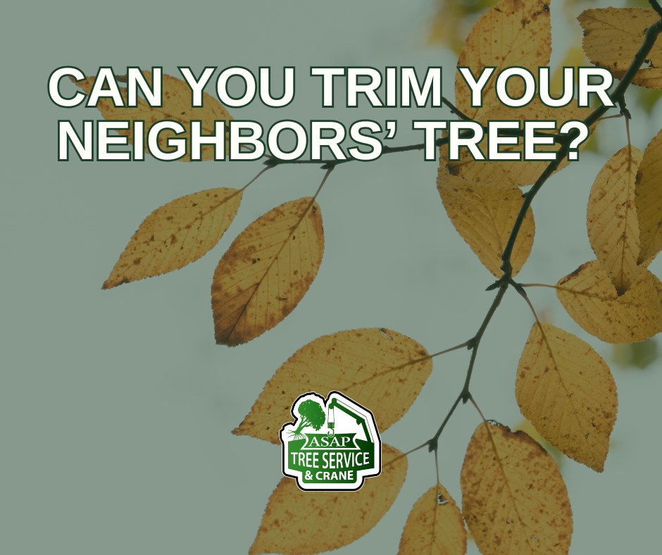 Asap tree Service