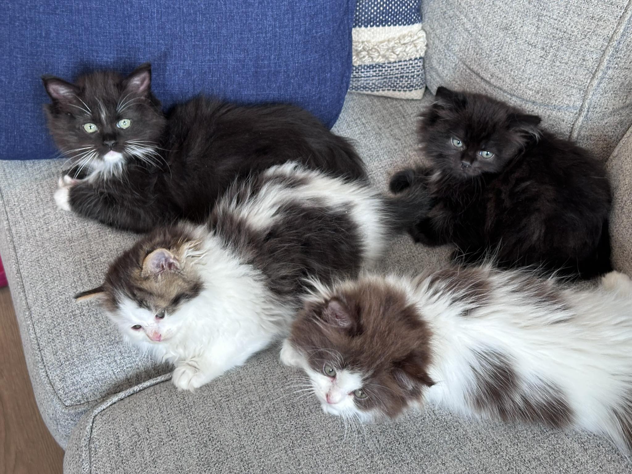 Nky Top Notch Ragdolls | Hebron KY