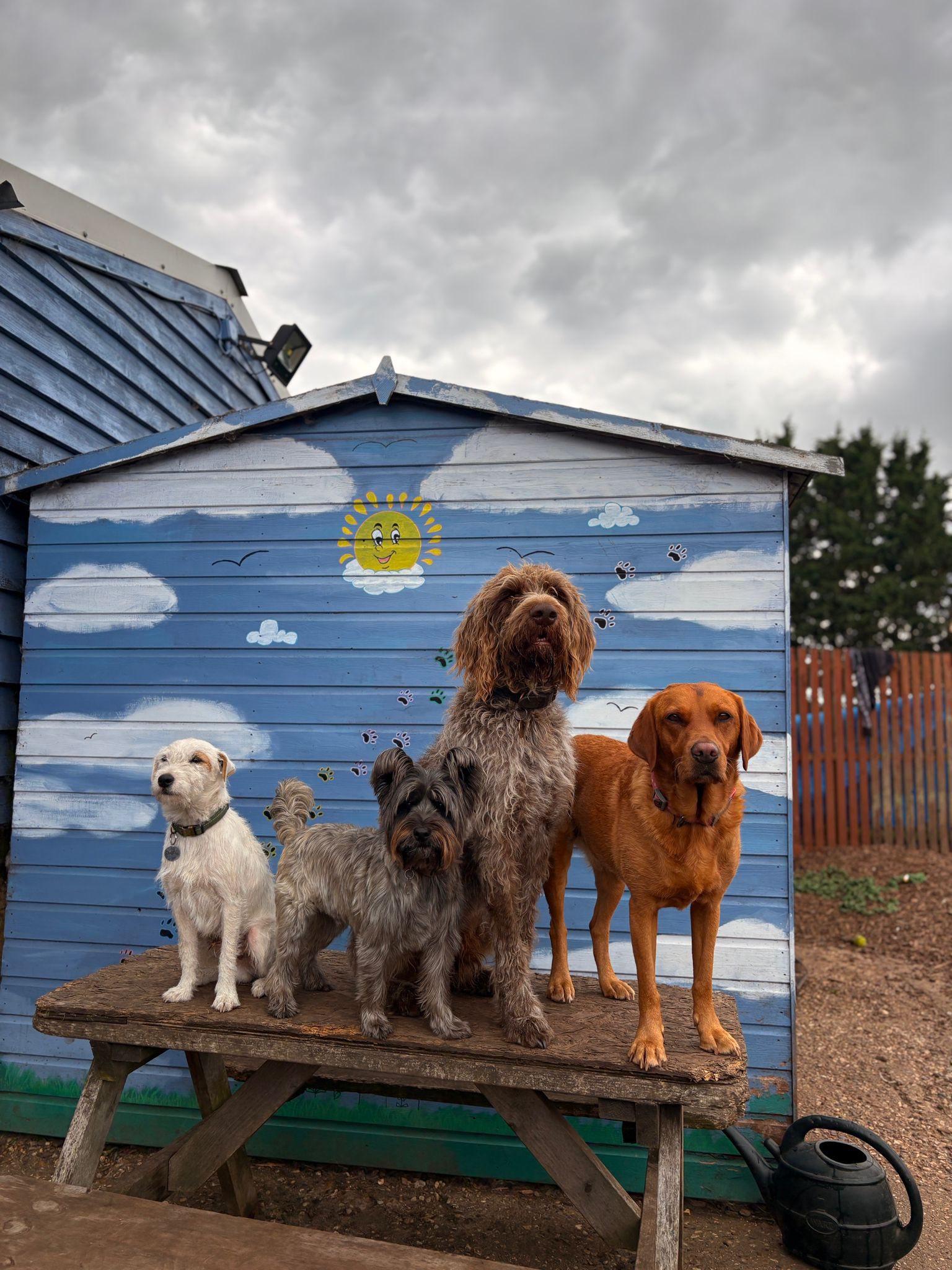 Paws Doggy Day Care centre... - Paws Doggy Day Care centre