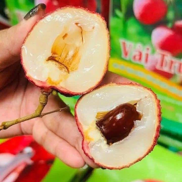 Bắp rang Garrett Singapore... - Bắp rang Garrett Singapore