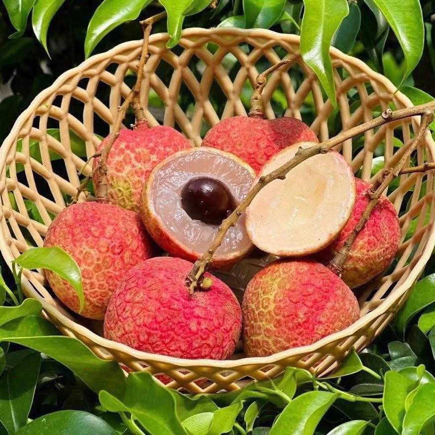 Bắp rang Garrett Singapore... - Bắp rang Garrett Singapore