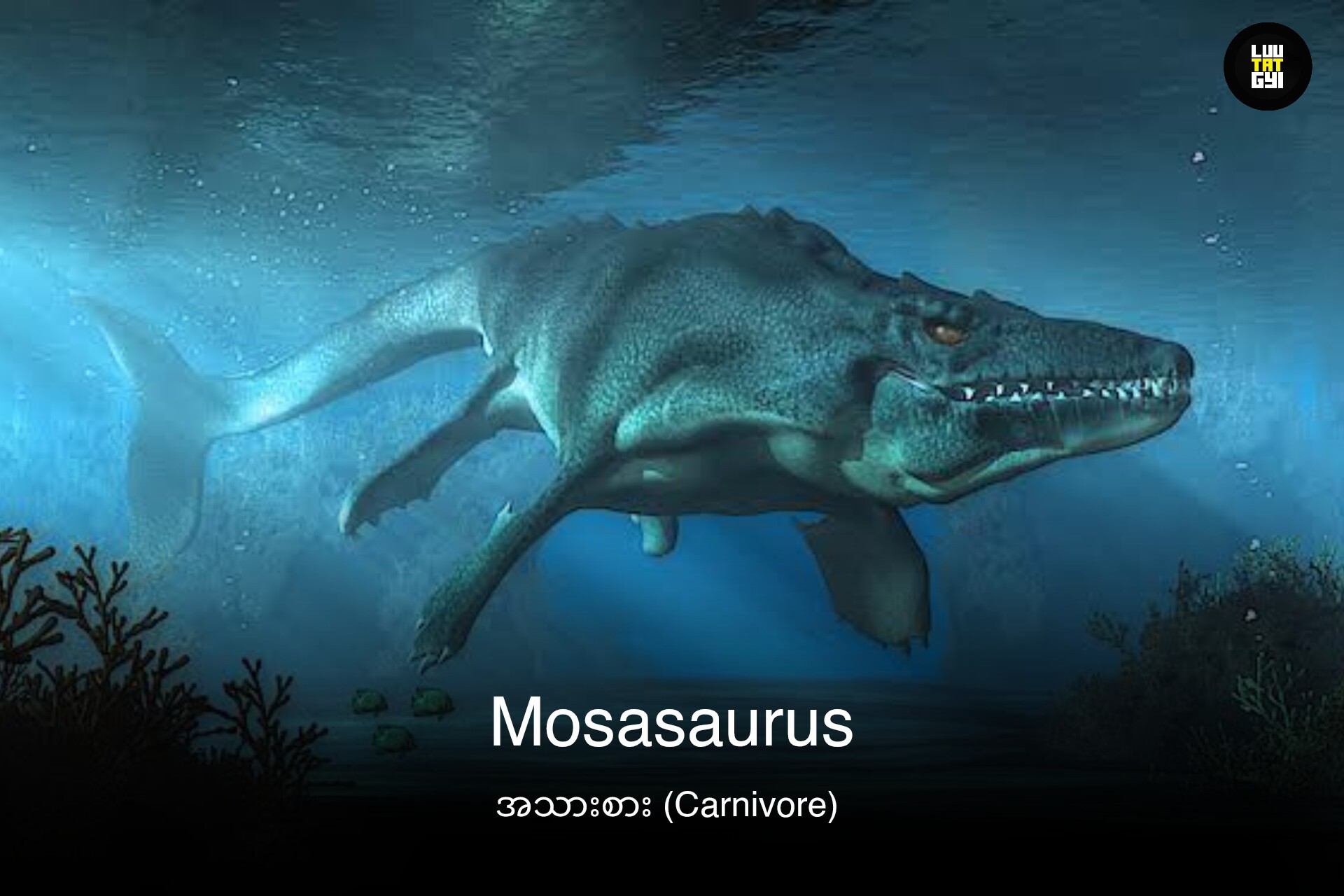 Luu - Mosasaurus (မိုစာဆောရပ်စ်)တွေဟာ Mosasauridae မျိုးအုပ်ဝင် ရေသတ္တဝ ...