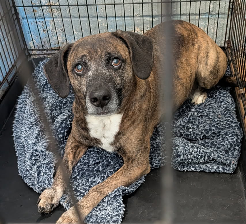 Humane - **NEUTERED (PHOTOS 1/11/2026)** ... Astro is a handsome 4-1/2 ...