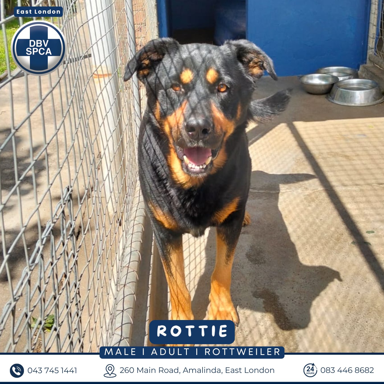 Friend of the Rottweiler Rescue & Re-home South Africa