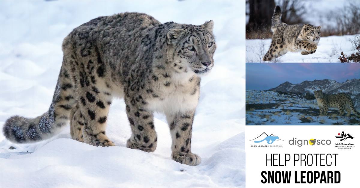 Dignosco - Snow Leopards are one of the most mysterious and least known ...