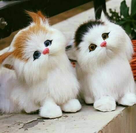Kitty Ming ming