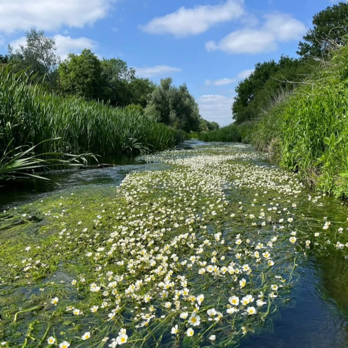 River Roding Trust