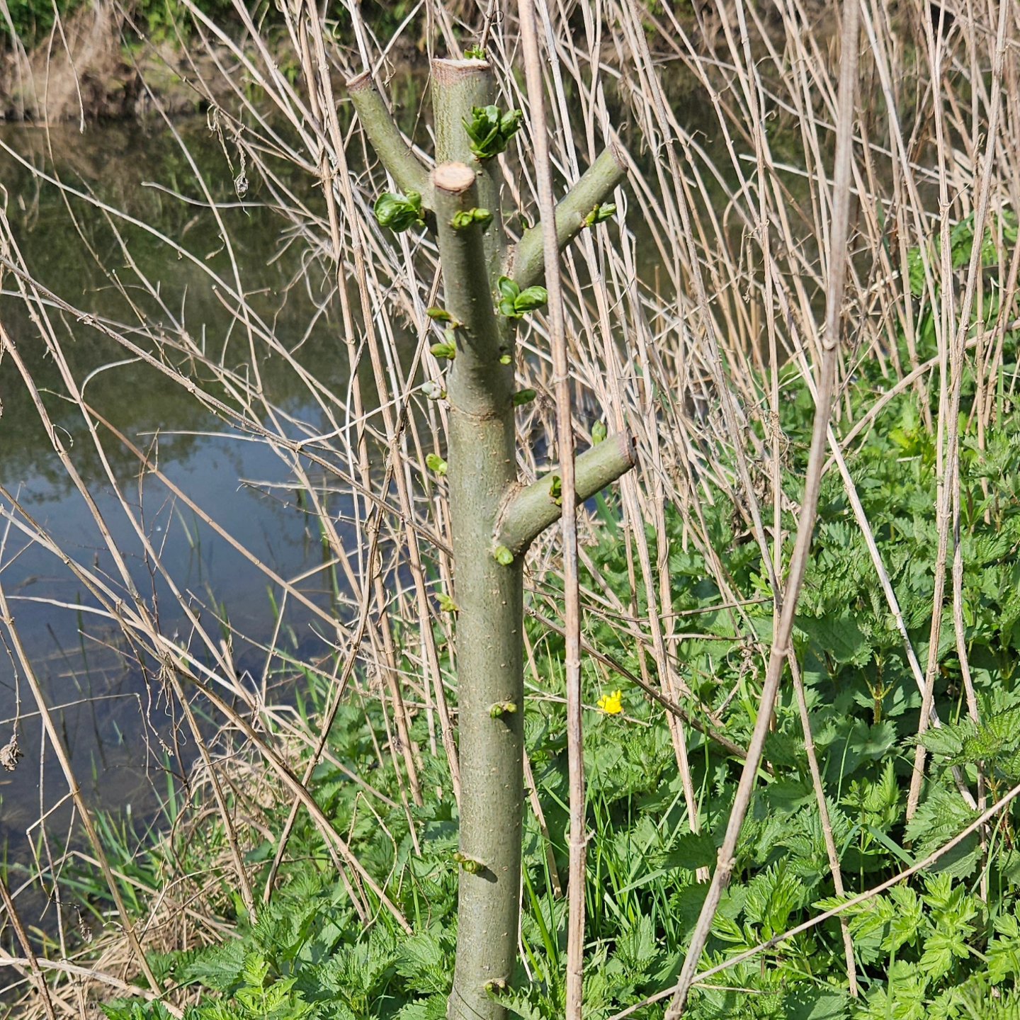 River Roding Trust