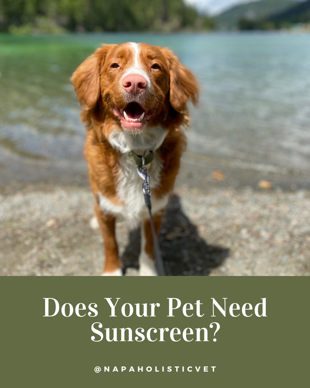 Napa - ☀️🐾 One Last Summer Tip Before July Ends! Did you know pets can ...