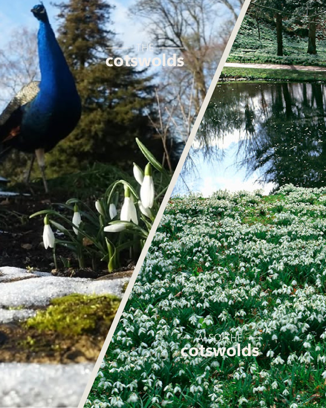 Cotswolds - ∙ THE PRETTIEST SNOWDROP DISPLAYS THE COTSWOLDS ∙ In the ...