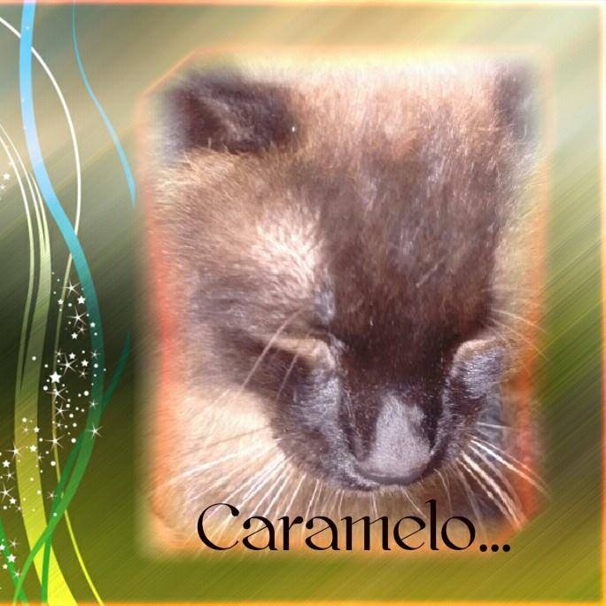 En mi próxima vida quiero ser un gato con buena vida como este niño. # ...