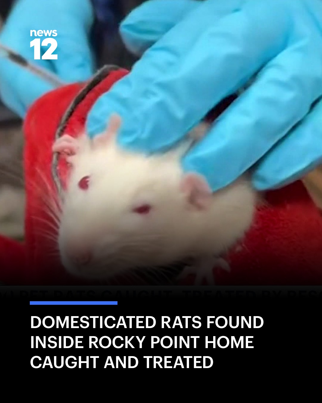 News - RAT RESCUE UPDATE: Over 400 domesticated rats that were found ...