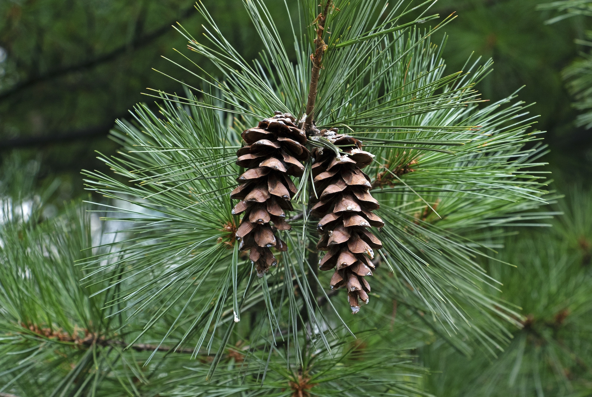 Choosing an evergreen for your... - The Old Farmers Almanac | Facebook