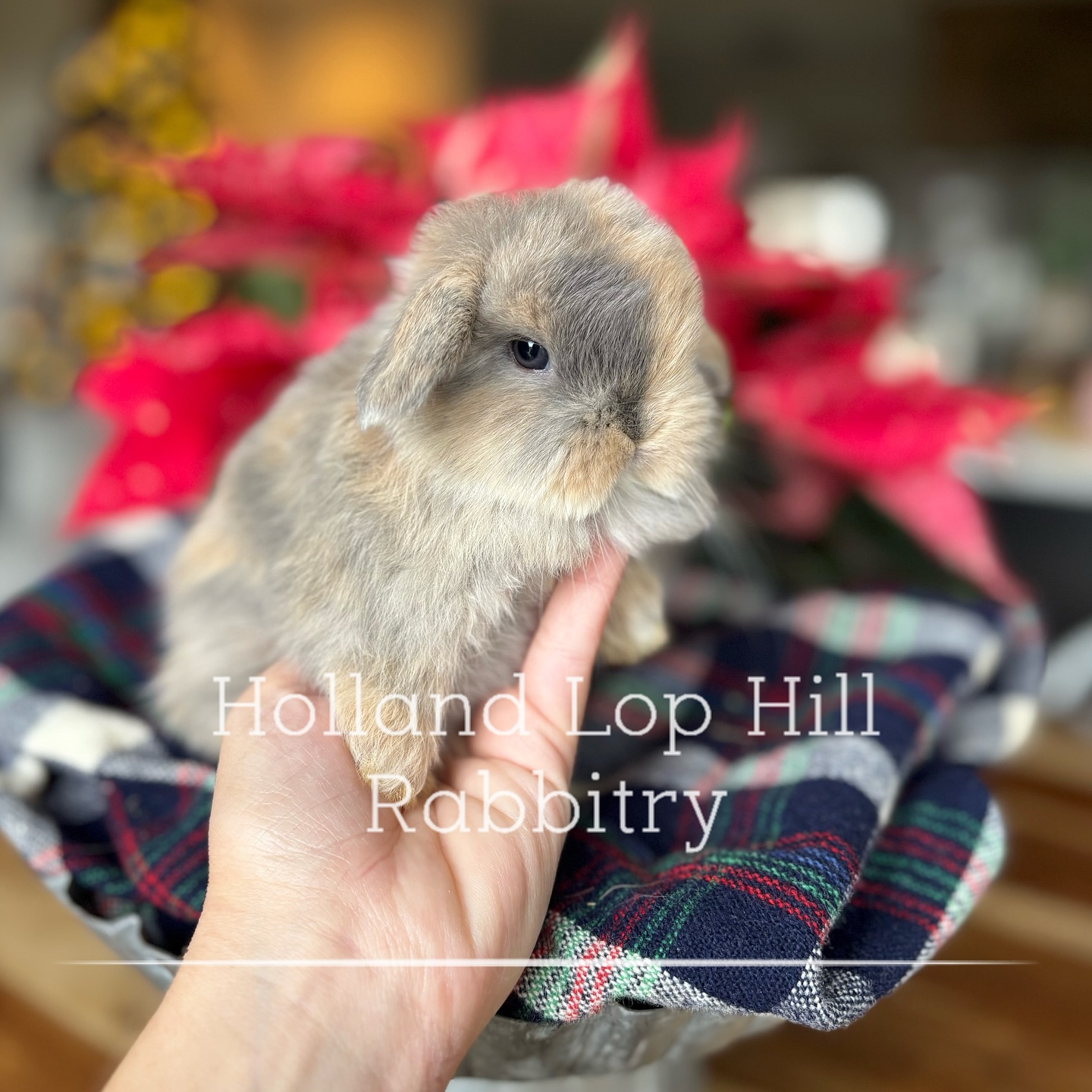 Holland Lop Hill Rabbitry | Shelley ID