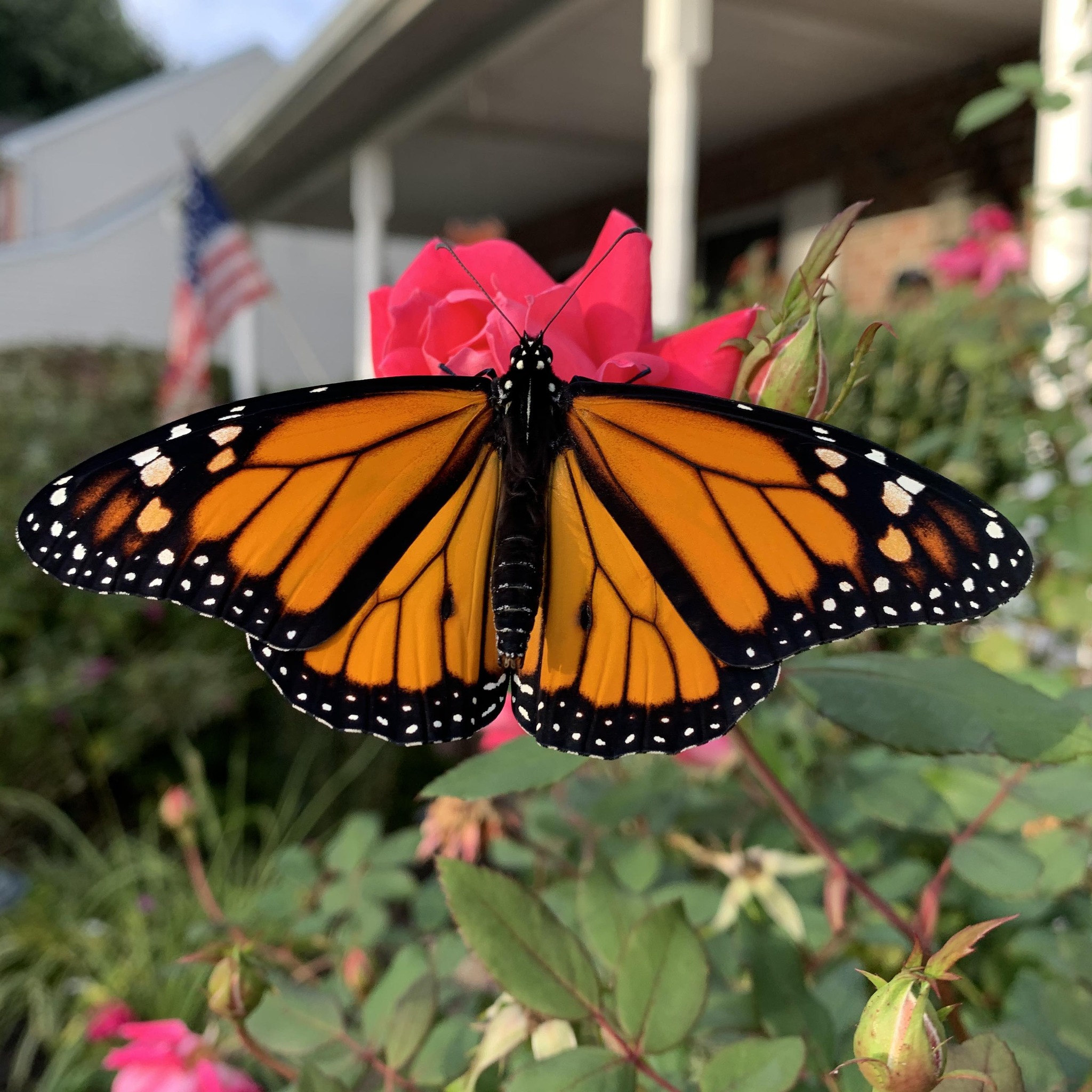 monarch-butterflies-mating-monarch-butterflies-can-remain-joined-for