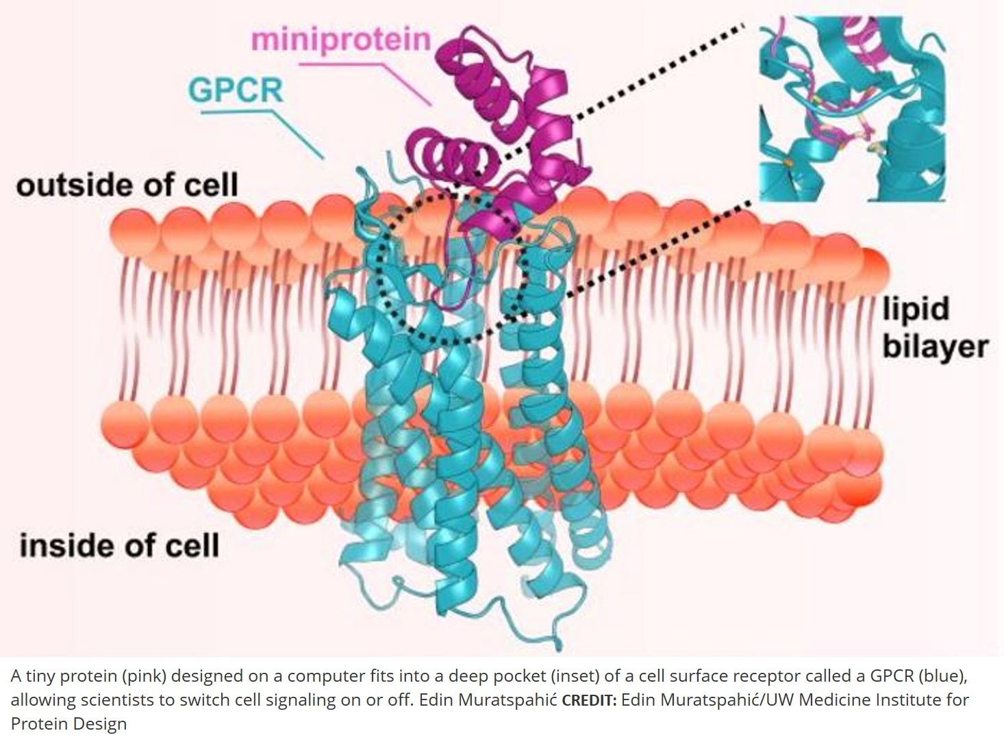science bio bpc 157 reddit AI to design miniproteins targeting GPCRs G protein-coupled receptors, or GPCRs, sit in the plasma membrane, the boundary that defines the inside and outside of a living cell. They communicate with nearly Color:Rose Gold Top Benefits of Vitamin match:group24