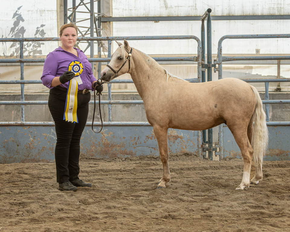 Shell-Crest and Sunburst Welsh Ponies | Didsbury AB