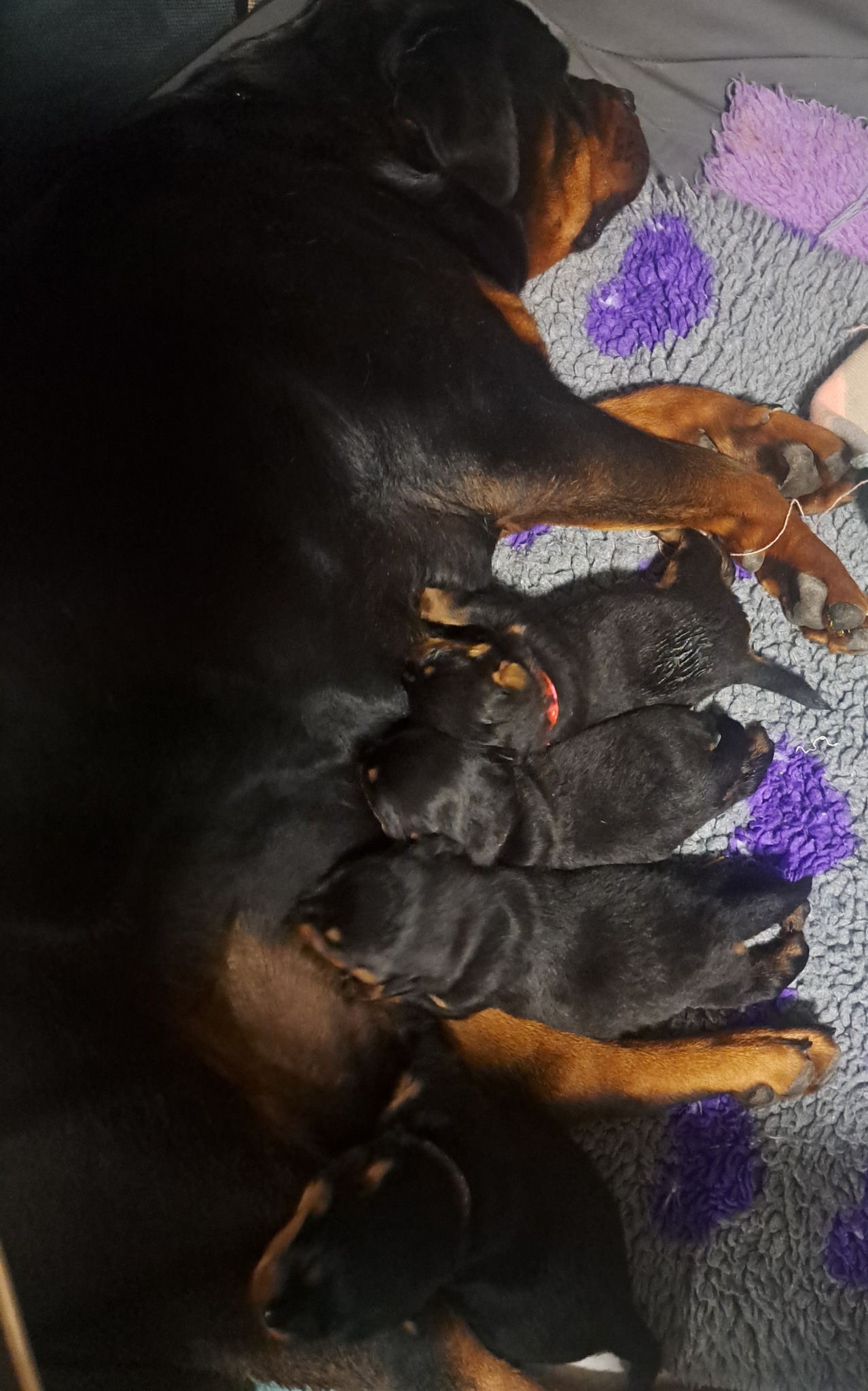 Moya Rottweilers