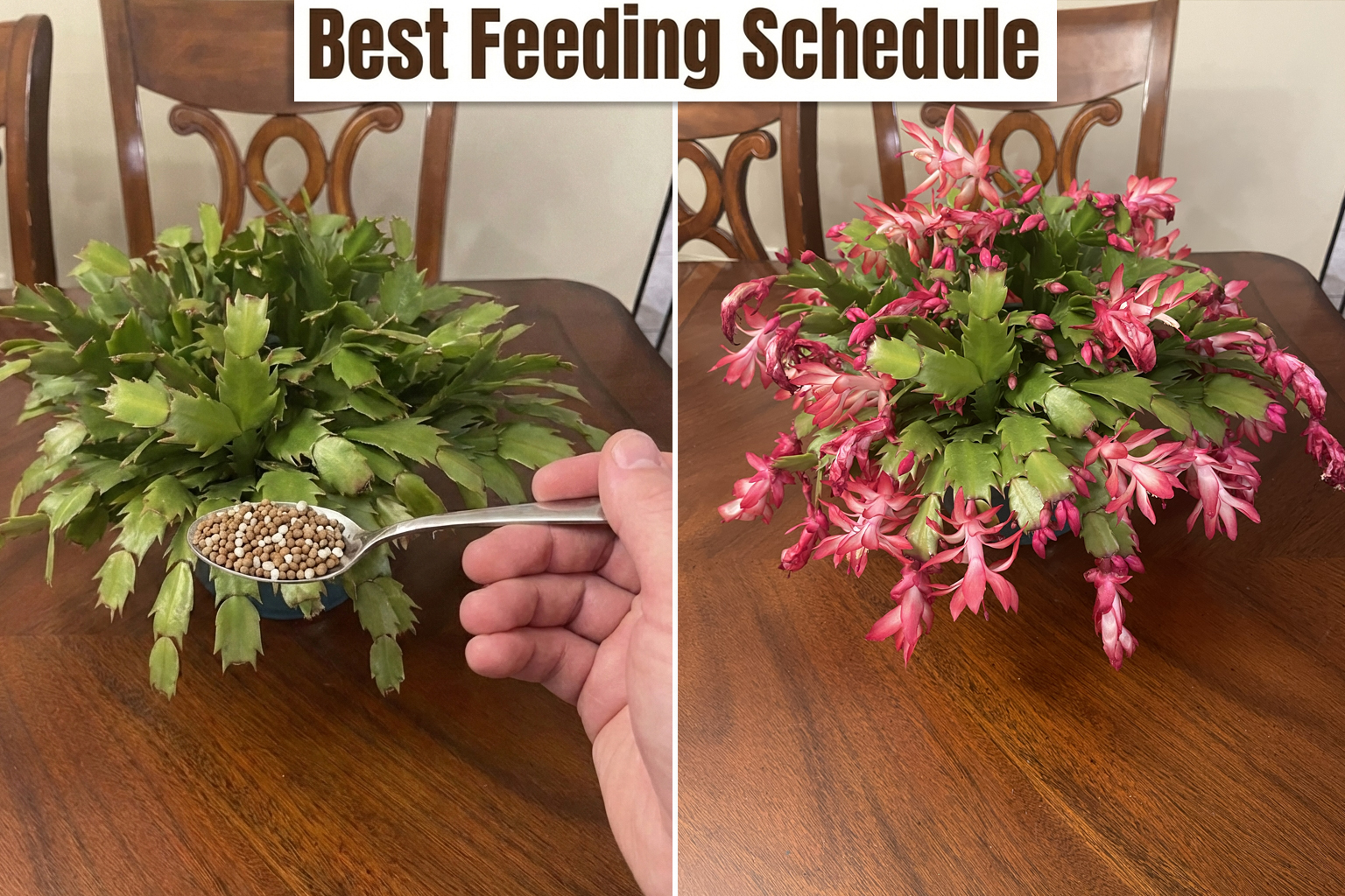 Feed your holiday cactus at the right... - Garden Lovers Club | Facebook