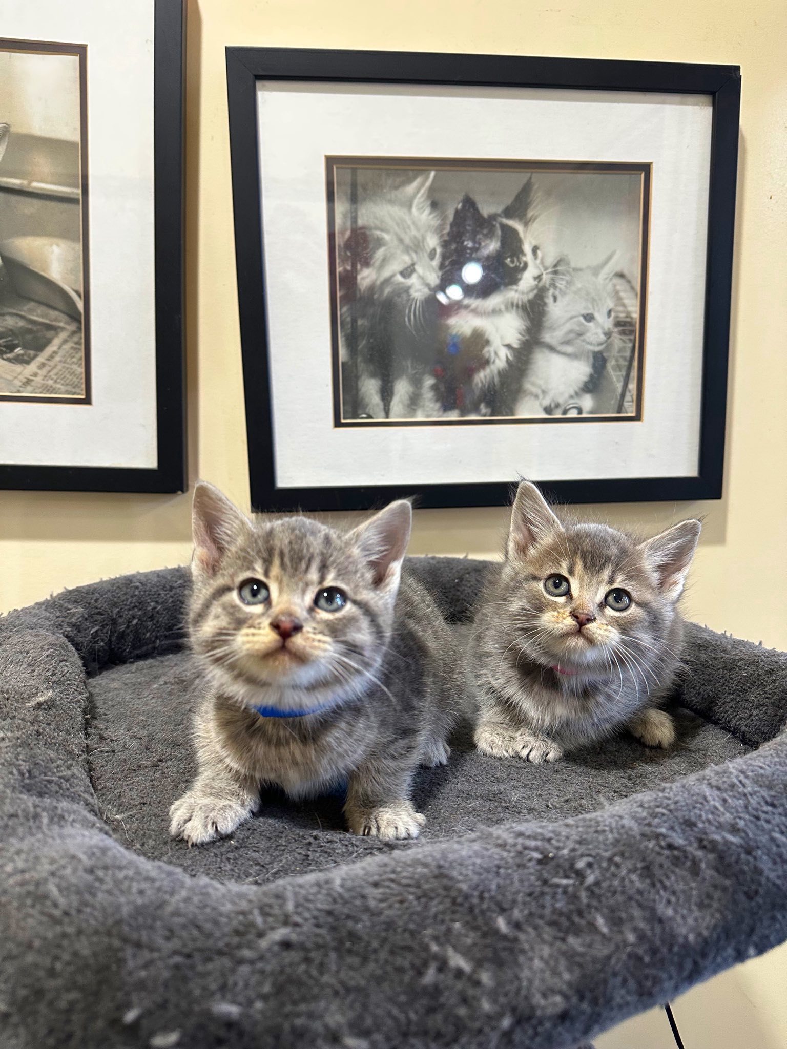 Mississippi - *ADOPTED* RALPH AND SIMONE — SHY BUT INTELLIGENT KITTENS ...