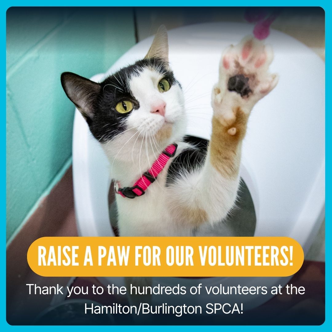 Hamilton/Burlington SPCA - Very Special Adoption Update! While every ...