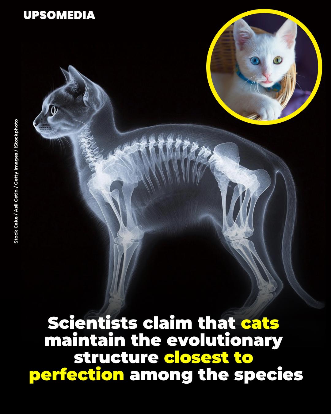 The Kiwi - Various studies in evolutionary biology have turned the ...