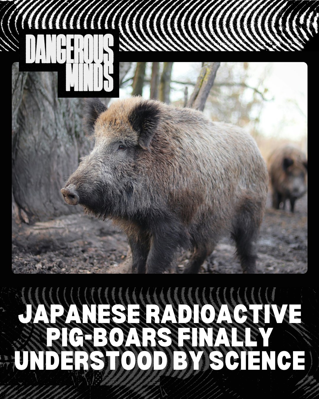 Dangerous Minds - In 2011, Fukushima in Japan experienced... | Facebook
