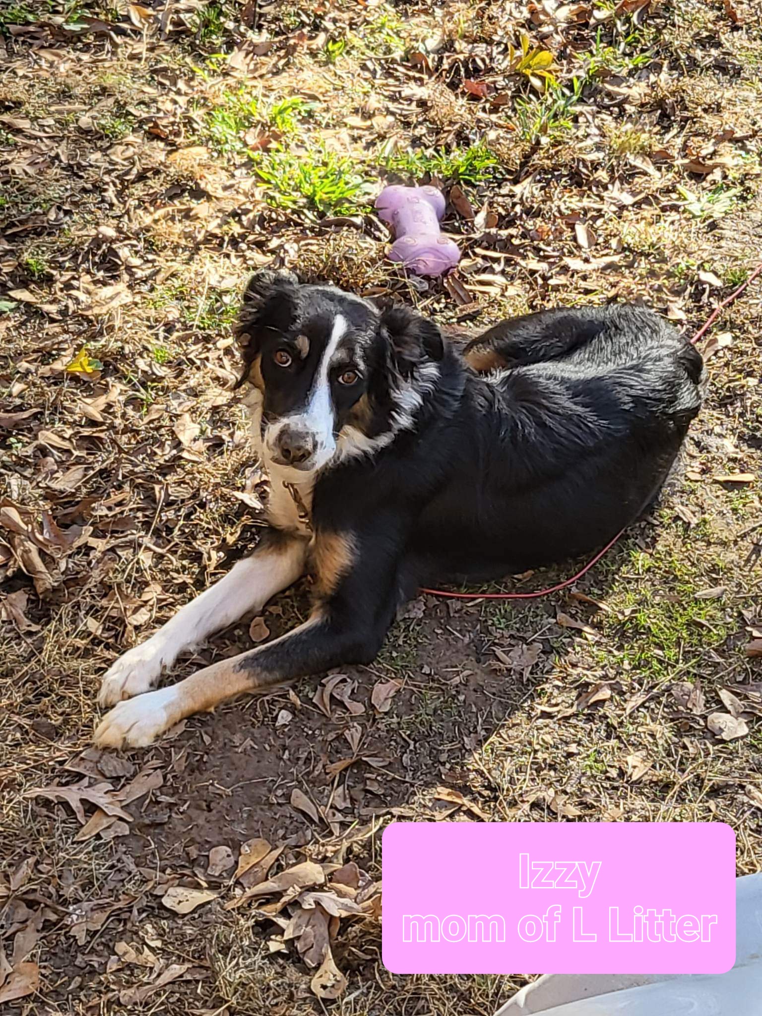 Meet Lizzy! Lizzy... - Project Hope Animal Rescue Foundation