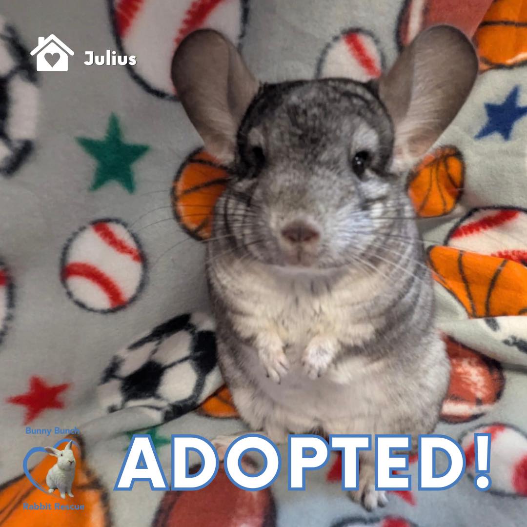 🐹🤎💚 ADOPTION ANNOUNCEMENT 💚🤎🐹... - Bunny Bunch Rabbit Rescue | Facebook